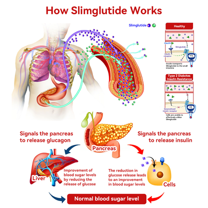 SCNDR™ Slimglutide Metabolic Shaping Drops——Revolutionary GLP-1 Scientific Sugar Control and Weight Loss Programs